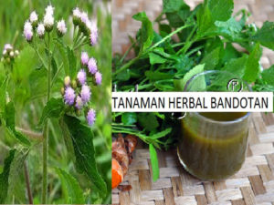 obat