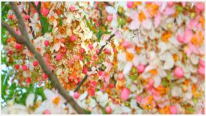 Bunga Sakura di depan gerbang Mako Brimob Subden 3 Den A Pelopor Waingapu.